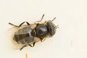 European Insect Species Drucke: Marco image of an insect