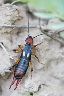 Bilder Datiert 8. Juni 2015: Marco ist ein Insektbild.
