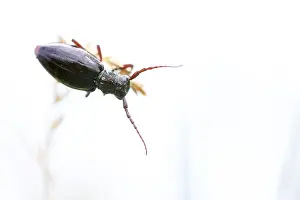 Marco ist ein Insektenbild.