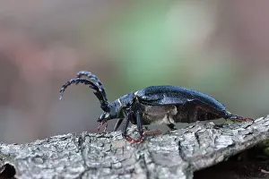 August Drucke: Marco-Bild eines Insekts