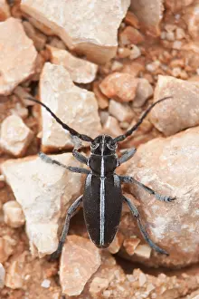 European Insect Species Drucke: Marco image of an insect