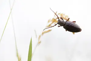 Asian Wildlife Images Drucke: Marco image of an insect
