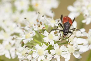 European Insect Species Drucke: Marco image of an insect