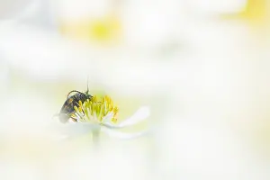 Bilder Datiert 19. Juni 2019: Marco ist ein Bild eines Insekts.