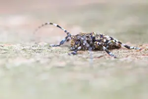 European Insect Species Drucke: Marco image of an insect