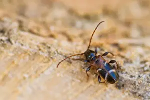 European Insect Species Drucke: Marco image of an insect
