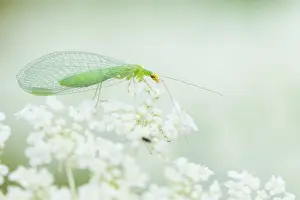 European Insect Species Drucke: Marco image of an insect