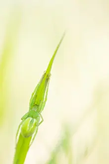 Asian Wildlife Images Drucke: Marco image of an insect