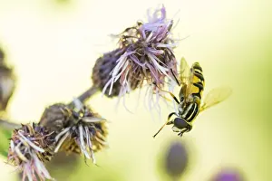 European Insect Species Drucke: Marco image of an insect