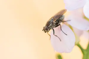 European Insect Species Drucke: Marco image of an insect