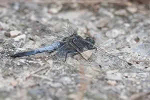 European Insect Species Drucke: Marco image of an insect