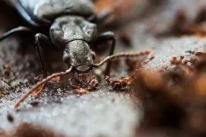 European Insect Species Drucke: Marco image of an insect