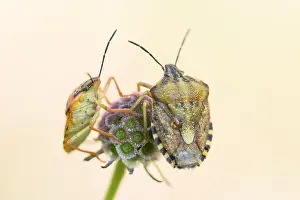 Wild Fauna Images Drucke: Marco image of an insect