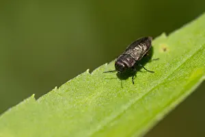 German Wildlife Fauna Images Drucke: Marco image of an insect