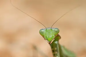European Insect Species Drucke: Marco image of an insect