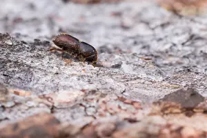 Bilder Datiert 18. Juni 2019: Marco ist ein Bild eines Insekts.