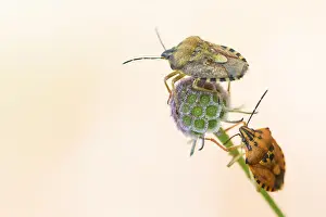 Outdoor Insect Photography Drucke: Marco image of an insect