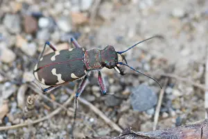 European Insect Species Drucke: Marco image of an insect