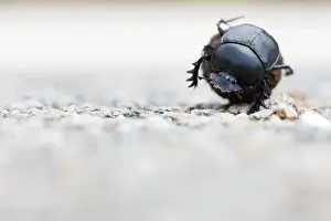 European Scarab Beetle Drucke: Marco image of an insect