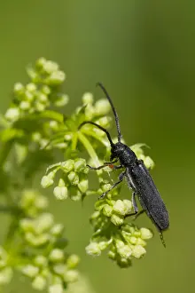 European Insect Species Drucke: Marco image of an insect