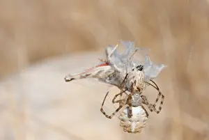 August Drucke: Marco ist ein Insektenbild.