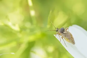 European Insect Species Drucke: Marco image of an insect