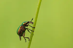 Bilder Datiert 17. Juni 2019: Marco-Bild eines Insekts