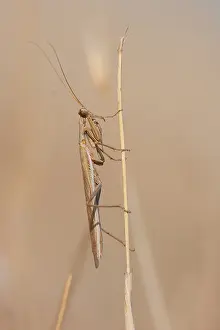European Insect Species Drucke: Marco image of an insect