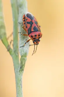 European Insect Species Drucke: Marco image of an insect