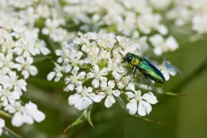 Germany Wildlife Fauna Drucke: Marco image of an insect