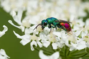 European Insect Species Drucke: Marco image of an insect