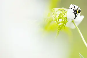 Bilder Datiert 1. Juni 2019: Marco ist ein Bild eines Insekts.