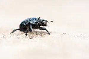 Marco image of an insect