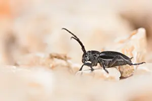 European Insect Species Drucke: Marco image of an insect