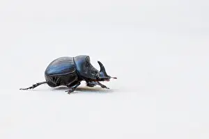 European Insect Species Drucke: Marco image of an insect