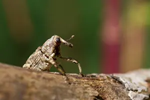 European Insect Species Drucke: Marco image of an insect