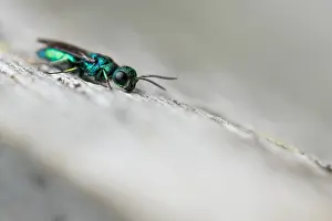 Wildlife Fauna Drucke: Marco image of an insect