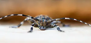 European Insect Species Drucke: Marco image of an insect