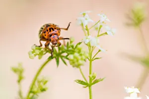 European Insect Species Drucke: Marco image of an insect