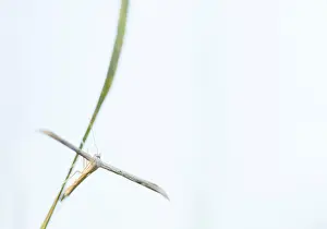European Insect Species Drucke: Marco image of an insect