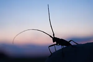 European Insect Species Drucke: Marco image of an insect