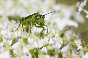 August Drucke: Marco ist ein Insektbild.