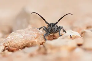 European Insect Species Drucke: Marco image of an insect
