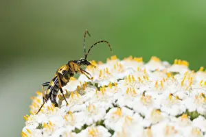 European Insect Species Drucke: Marco image of an insect