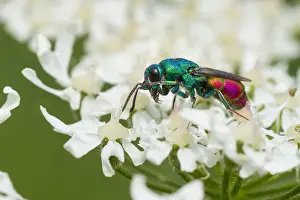 European Insect Species Drucke: Marco image of an insect