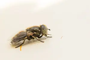 European Insect Species Drucke: Marco image of an insect