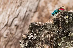 Marco-Bild eines Insekts