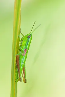 German Fauna Photos Drucke: Marco image of an insect