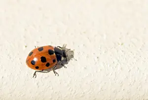 European Insect Species Drucke: Marco image of an insect