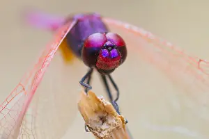 European Dragonfly Species Drucke: Marco image of an Violet dropwing dragonfly